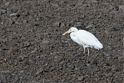 Filename=Grote-zilverreiger-20171106g1280YSXX9571a.jpg
Filesize=999KiB
Dimensions=1280x960
Date added=Nov 07, 2017 Grote-zilverreiger-20171106g1280YSXX9571a.jpg