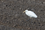 Grote-zilverreiger-20171106g1280YSXX9571a.jpg