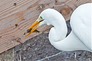 Grote-zilverreiger-20190129g1280aYSXX4556.jpg