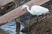 Grote-zilverreiger-20190129g1280aYSXX4584.jpg