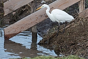 Grote-zilverreiger-20190129g1280aYSXX4585.jpg