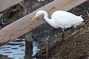 Grote-zilverreiger-20190129g1280gYSXX4556.jpg