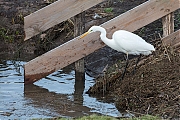 Grote-zilverreiger-20190129g1280gYSXX4579.jpg