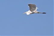 Filename=Grote-zilverreiger-20210531g14401A1A8327acrfb.jpg
Filesize=548KiB
Dimensions=1280x960
Date added=Jun 02, 2021 Grote-zilverreiger-20210531g14401A1A8327acrfb.jpg