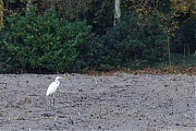 Filename=Grote-zilverreiger-20211120g14401A1A3092acrfb-De-Maatjes.jpg
Filesize=857KiB
Dimensions=1280x960
Date added=Dec 23, 2021 Grote-zilverreiger-20211120g14401A1A3092acrfb-De-Maatjes.jpg