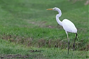 Filename=Grote-zilverreiger-20230110g14401A1A81891440acrfb-Mortelbeek.jpg
Filesize=610KiB
Dimensions=1280x960
Date added=Jan 24, 2023 Grote-zilverreiger-20230110g14401A1A81891440acrfb-Mortelbeek.jpg