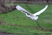 Grote-zilverreiger-20230110g14401A1A81951440acrfb-Mortelbeek.jpg