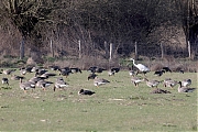 Filename=Grote-zilverreiger-20230226g14401A1A9447bcrfb-De-Matjens.jpg
Filesize=879KiB
Dimensions=1280x960
Date added=Apr 18, 2023 Grote-zilverreiger-20230226g14401A1A9447bcrfb-De-Matjens.jpg