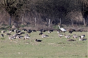 Grote-zilverreiger-20230226g14401A1A9447bcrfb-De-Matjens.jpg