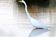 Filename=Grote-zilverreiger-20230615g14401A1A7903bcrfb-Calfven.jpg
Filesize=573KiB
Dimensions=1280x960
Date added=Jun 17, 2023 Grote-zilverreiger-20230615g14401A1A7903bcrfb-Calfven.jpg