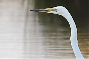 Grote-zilverreiger-20230615g14401A1A7903oogacrfb-Calfven.jpg