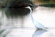 Filename=Grote-zilverreiger-20230615g14401A1A7920acrfb-Calfven.jpg
Filesize=575KiB
Dimensions=1280x960
Date added=Jun 17, 2023 Grote-zilverreiger-20230615g14401A1A7920acrfb-Calfven.jpg