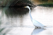 Grote-zilverreiger-20230615g14401A1A7920acrfb-Calfven.jpg