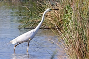 Grote-zilverreiger-20230615g14401A1A8003acrfb-Calfven.jpg