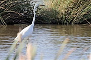 Grote-zilverreiger-20230615g14401A1A8008acrfb-Calfven.jpg