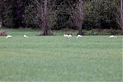 Grote-zilverreiger-20231101g14401A1A0055ccrfb-Matjens.jpg