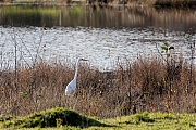 Grote-zilverreiger-20231128g14401A1A1188acrfb-Pannenhoef.jpg