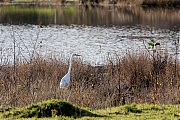 Filename=Grote-zilverreiger-20231128g14401A1A1188acrfb-Pannenhoef~0.jpg
Filesize=1045KiB
Dimensions=1280x960
Date added=Jan 14, 2024 Grote-zilverreiger-20231128g14401A1A1188acrfb-Pannenhoef~0.jpg
