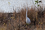 Grote-zilverreiger-20231128g14401A1A1217acrfb-Pannenhoef.jpg