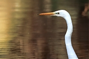 Grote-zilverreiger-20250218g14401A1A2130dtcrfb-Pannenhoef.jpg