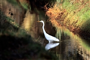 Grote-zilverreiger-20250218g14401A1A2130otcrfb-Pannenhoef.jpg