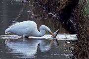 Grote-zilverreiger-20250221g14401A1A2632atcrfb-Parkeerplaats-Tachtig-Bunders.jpg