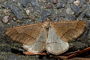 Grote_voorjaarsspanner__Agriopis_marginaria-20140217g800IMG_0839a.jpg