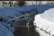 Grote_zilverreiger-20101226P116026a.jpg