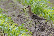 Grutto-20120609g1280IMG_6548a.jpg