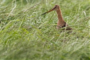 Grutto-20120609g800IMG_6506b.jpg