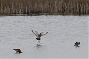 Grutto-20130410g8007X1A6207a.jpg