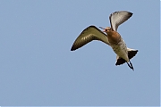 Grutto-20140426g8007X1A1188a.jpg