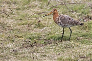 Filename=Grutto-20150403g12807X1A3448b.jpg
Filesize=1056KiB
Dimensions=1280x960
Date added=Apr 04, 2015 Grutto-20150403g12807X1A3448b.jpg