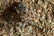 Harige-springspin-Sitticus-pubescens-20130716g800IMG_7418a.jpg