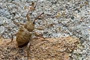 Hazelnootboorder-Curculio-nucum-20140827g1024IMG_6404b.jpg