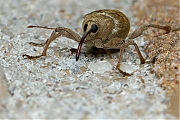 Hazelnootboorder-Curculio-nucum-20140827g1024IMG_6405b.jpg