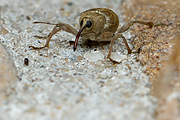 Hazelnootboorder-Curculio-nucum-20140827g1280IMG_6405a.jpg