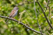 Filename=Heggemus-20160421g12807X1A4327a.jpg
Filesize=780KiB
Dimensions=1280x960
Date added=Apr 24, 2016 Heggemus-20160421g12807X1A4327a.jpg