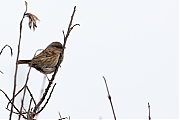 Filename=Heggemus-20190118g1440aYSXX4068crfb.jpg
Filesize=471KiB
Dimensions=1280x960
Date added=Apr 29, 2021 Heggemus-20190118g1440aYSXX4068crfb.jpg