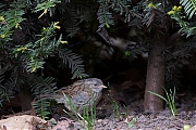 Filename=Heggenmus-20140427g8007X1A1316a.jpg
Filesize=407KiB
Dimensions=800x600
Date added=Apr 27, 2014 Heggenmus-20140427g8007X1A1316a.jpg