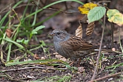Filename=Heggenmus-20141201g12807X1A2432acrfb.jpg
Filesize=847KiB
Dimensions=1280x960
Date added=Dec 09, 2019 Heggenmus-20141201g12807X1A2432acrfb.jpg