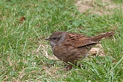 Filename=Heggenmus-20160929g1280IMG_5312a.jpg
Filesize=1036KiB
Dimensions=1280x960
Date added=Sep 30, 2016 Heggenmus-20160929g1280IMG_5312a.jpg