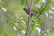 Filename=Heggenmus-20210518g14401A1A7129acrfb-1_250-f8-i800.jpg
Filesize=818KiB
Dimensions=1280x960
Date added=May 18, 2021 Heggenmus-20210518g14401A1A7129acrfb-1_250-f8-i800.jpg