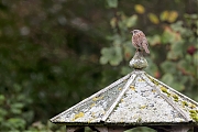 Filename=Heggenmus-20231019g14401A1A9182acrfbt-tuin.jpg
Filesize=659KiB
Dimensions=1280x960
Date added=Oct 25, 2023 Heggenmus-20231019g14401A1A9182acrfbt-tuin.jpg