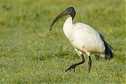 Heilige-ibis-20120322g1280naIMG_2781.jpg