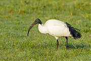 Heilige-ibis-20120322g1280naIMG_2784.jpg