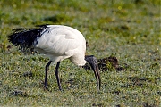 Heilige-ibis-20120322g1280naIMG_2806.jpg