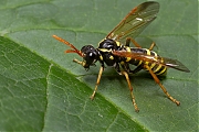 Helmkruidbladwesp-Tenthredo-scrophulariae--20130803g800IMG_8493b.jpg