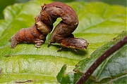 Herculesje-Selenia-dentaria-20130705g800IMG_6989a.jpg