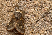 Filename=Herfstspinner-20151109g1280IMG_2783a.jpg
Filesize=1080KiB
Dimensions=1280x960
Date added=Nov 09, 2015 Herfstspinner-20151109g1280IMG_2783a.jpg